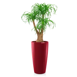 Topkwaliteit | Beaucarnea in watergevende Rondo rood