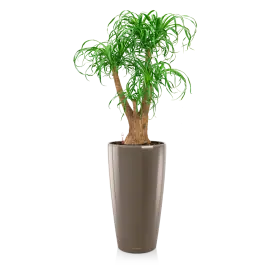 Actieprijs | Beaucarnea in watergevende Rondo taupe
