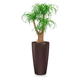 Klaar voor verzending - Beaucarnea in watergevende Rondo bruin