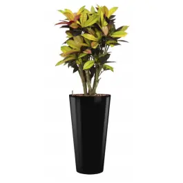 Croton Iceton hydrocultuur in Runner rond zwart - Topdeal