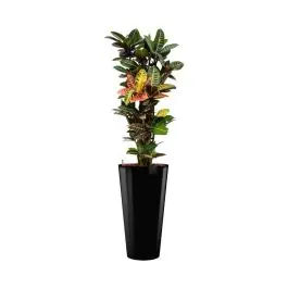 Laatste kans - Croton Petra hydrocultuur in Runner rond zwart