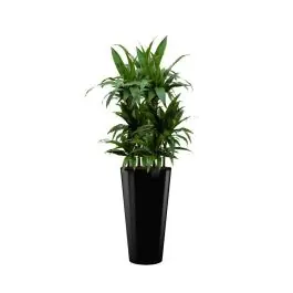 Dracaena Janet Craig hydrocultuur in Runner rond zwart | Topkwaliteit