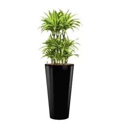Dracaena Lemon Lime hydrocultuur in Runner rond zwart | Sale