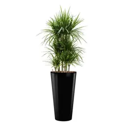 Dracaena Marginata hydrocultuur in Runner rond zwart - Topprijs