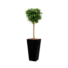 Expreslevering | Ficus Columnar hydrocultuur in Runner vierkant zwart