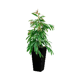Veel gekozen - Ficus Amstel King hydrocultuur in Runner vierkant zwart