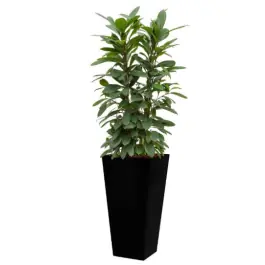 Ficus Cyathistipula hydrocultuur in Runner vierkant zwart - Laatste dagen