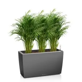Wees er snel bij - Areca Lutescens in watergevende Cararo antraciet
