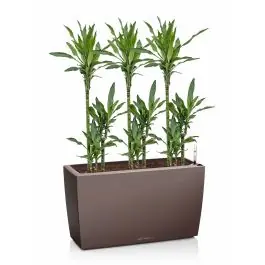 Dracaena Janet Lind in watergevende Cararo bruin | Nieuw in het assortiment