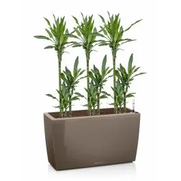Direct leverbaar - Dracaena Janet Lind in watergevende Cararo taupe