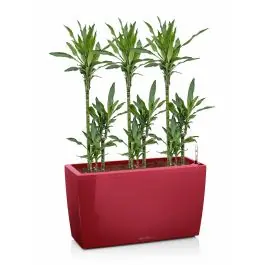 Favoriet van klanten | Dracaena Janet Lind in watergevende Cararo rood