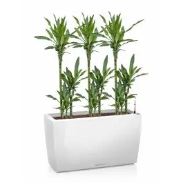 Dracaena Janet Lind in watergevende Cararo wit - Prijs verlaagd