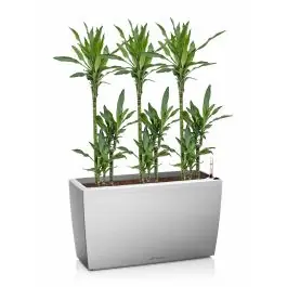 Trending | Dracaena Janet Lind in watergevende Cararo zilver