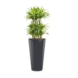 Dracaena Lemon Lime hydrocultuur in Runner rond antraciet | Net gelanceerd