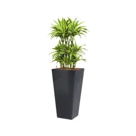 Dracaena Lemon Lime hydrocultuur in Runner vierkant antraciet - Nieuw binnen