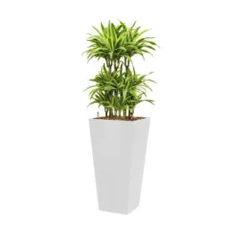 Dracaena Lemon Lime hydrocultuur in Runner vierkant wit - Direct van de fabrikant