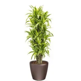 Dracaena Lemon Lime in watergevende Classico bruin | Veel gekozen