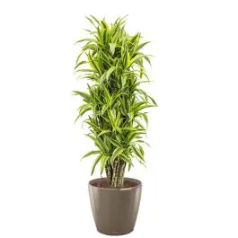 Superprijs - Dracaena Lemon Lime in watergevende Classico taupe