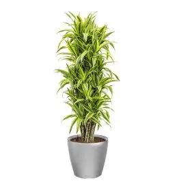 Dracaena Lemon Lime in watergevende Classico zilver - Tijdelijke actie