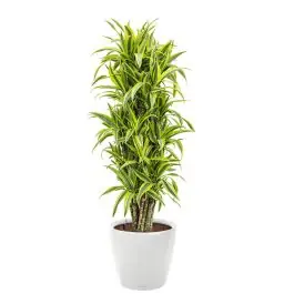 Dracaena Lemon Lime in watergevende Classico wit - Deal