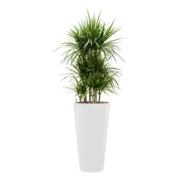 Snelle levering - Dracaena Marginata hydrocultuur Runner rond wit