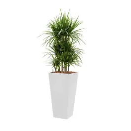 Dracaena Marginata hydrocultuur in Runner vierkant wit | Nieuw binnengekomen