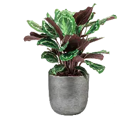 Calathea Medaillon in Lux Retro Egg zilver - Gratis retourneren