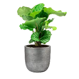 Calathea Orbifolia in Lux Retro Egg zilver - Professionele kwaliteit