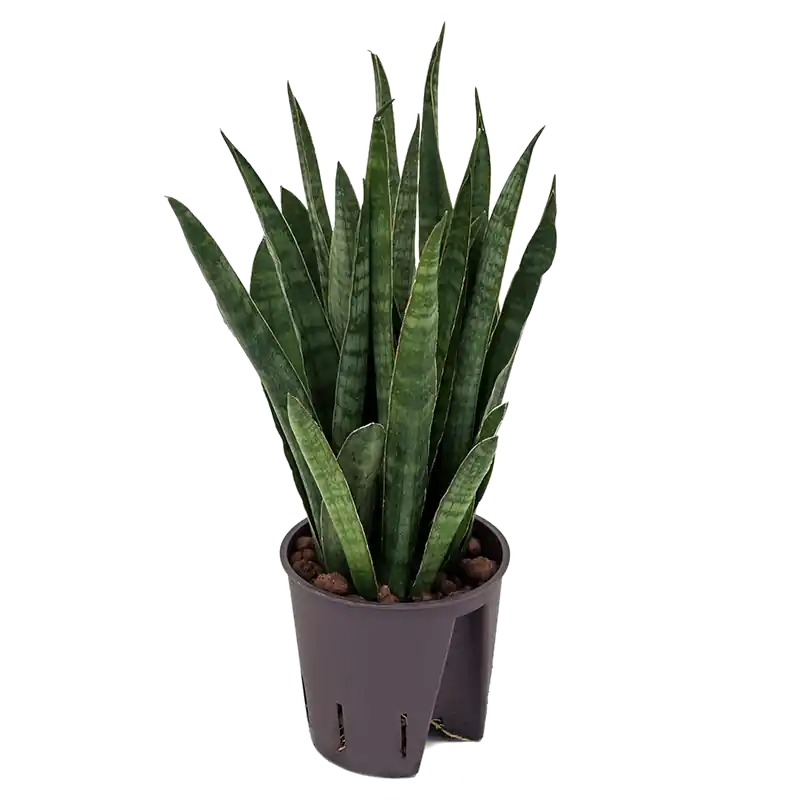 Bestel nu | Sansevieria Kirkii