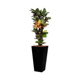 Spoedlevering - Croton Petra hydrocultuur in Runner vierkant zwart