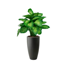 Pak je kans | Dieffenbachia Reeva in Pure Soft hoog antraciet