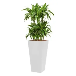 Dracaena Arturo hydrocultuur in Runner vierkant wit - Dagdeal