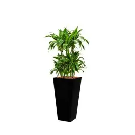 Dracaena Arturo hydrocultuur in Runner vierkant zwart | Expreslevering