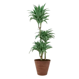 Voorraad bijna op - Dracaena Warneckei in Artstone Claire bruin