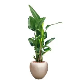 Strelitzia Nicolai in Metallic Couple zilver - Op = op