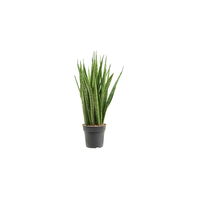 Direct beschikbaar - Sansevieria Kirkii