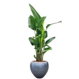 Voordelig - Strelitzia Nicolai in Metallic Couple ice blue