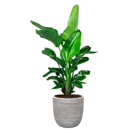 Extra voordeel - Strelitzia Nicolai Nature Rib Egg Planter wit
