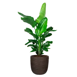 Strelitzia Nicolai Nature Rib Egg Planter bruin | Zeer goed beoordeeld
