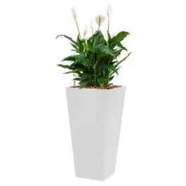 Nieuw product | Spathiphyllum Mont Blanc hydrocultuur in Runner vierkant wit