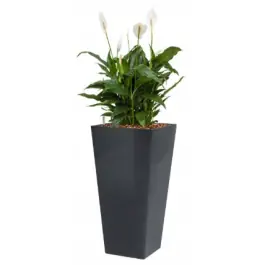Spathiphyllum Mont Blanc hydrocultuur in Runner vierkant antraciet - Actieprijs