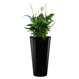 Spathiphyllum Mont Blanc hydrocultuur in Runner rond zwart | Topprijs