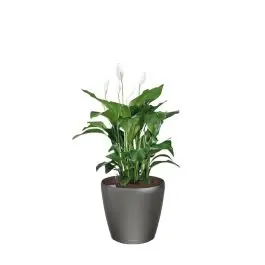 Professionele kwaliteit - Spathiphyllum in watergevende Classico antraciet