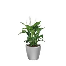 Spathiphyllum in watergevende Classico zilver | Net binnen