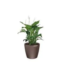 Hoog gewaardeerd | Spathiphyllum in watergevende Classico bruin