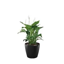 Klantfavoriet - Spathiphyllum in watergevende Classico zwart