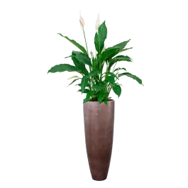 Spathiphyllum in Metallic Partner coffee | Snelle levering