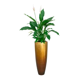 Spathiphyllum in Metallic Partner honey | Populair