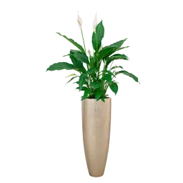 Spathiphyllum in Metallic Partner zilver - Fabrieksprijs