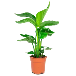 Lage prijs - Strelitzia nicolai S